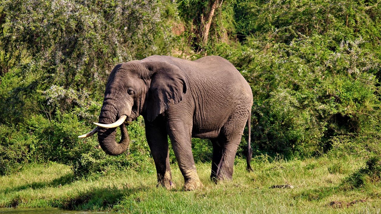 Elephants return to Mount Elgon side of Uganda after four decades