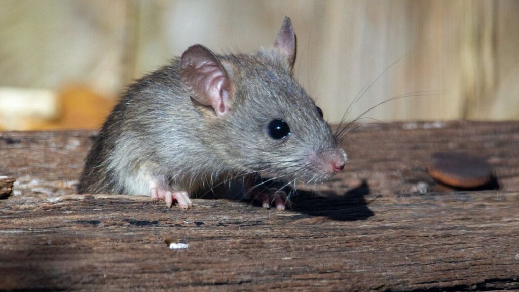 In Tierra del Fuego, a hunt for the rodent carrier of hantavirus