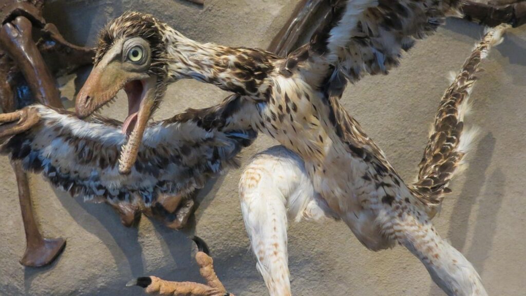 Archaeopteryx, one of the world's first proto birds, has a set of weird, never-before-seen features, new study reveals