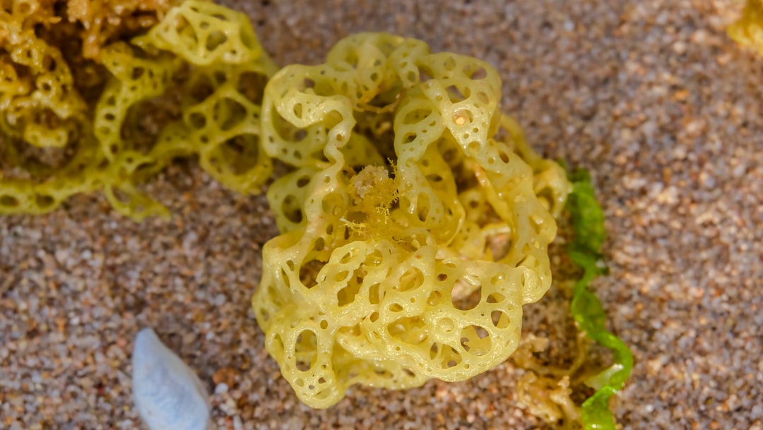 Chemists use sea sponge bacteria to create new molecules for drug discovery