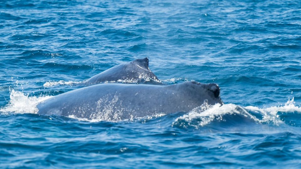 Twenty-two years and 15,000km later: fluke discovery sets new record for humpback whale journey