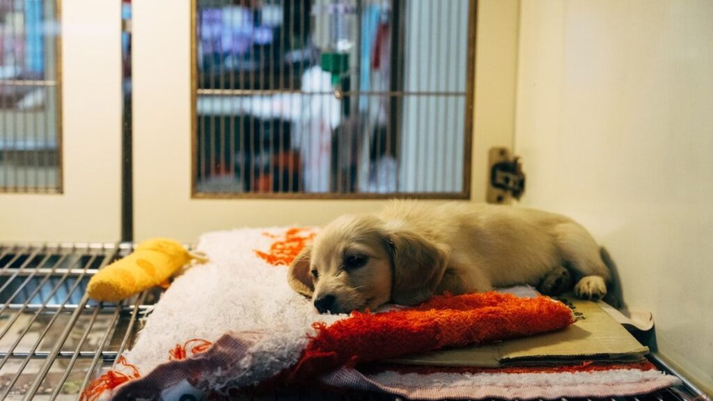 Fort Collins animal research lab closes, USDA reports dozens of dogs and cats rehomed