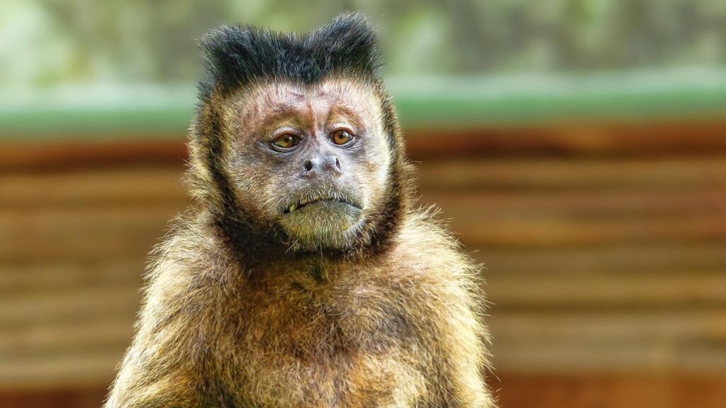 New report reveals sharp rise in online sale of primates on social media in US