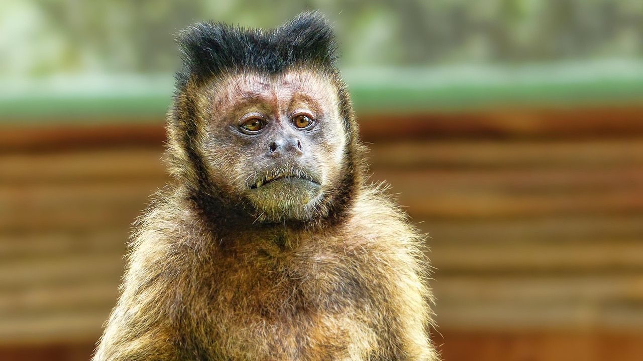 New report reveals sharp rise in online sale of primates on social media in US