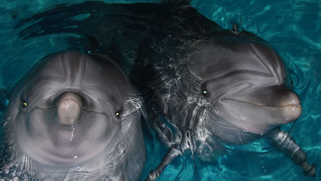 Scientists documented interspecific adoption among bottlenose dolphins in French Polynesia