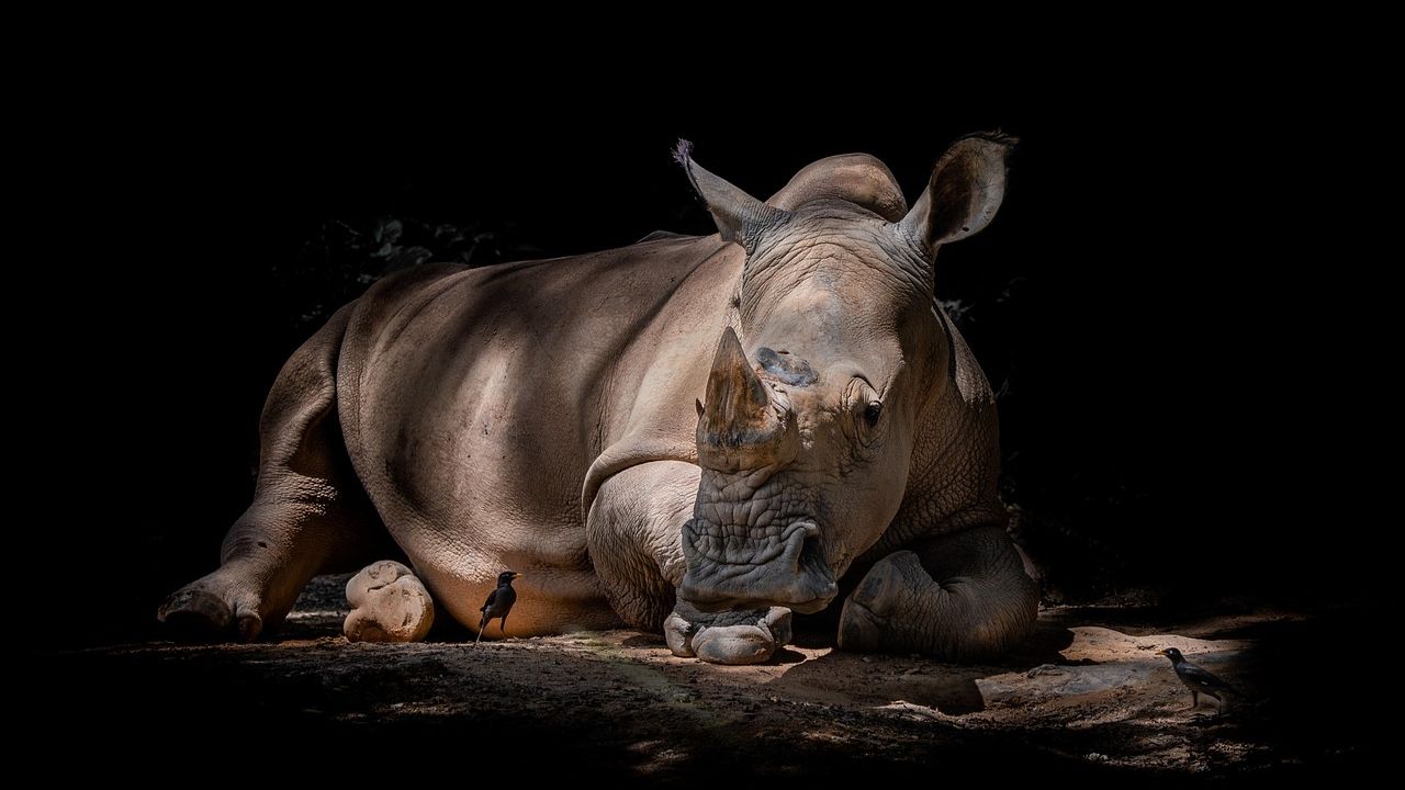 Rhino Poaching Kingpin “Big Joe” Shot Dead In South Africa Amid Ongoing Rhino Horn Crisis