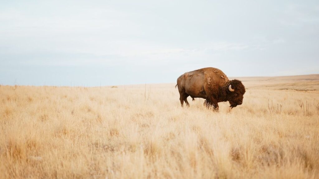 Seismic lines attract bison … sometimes to their death