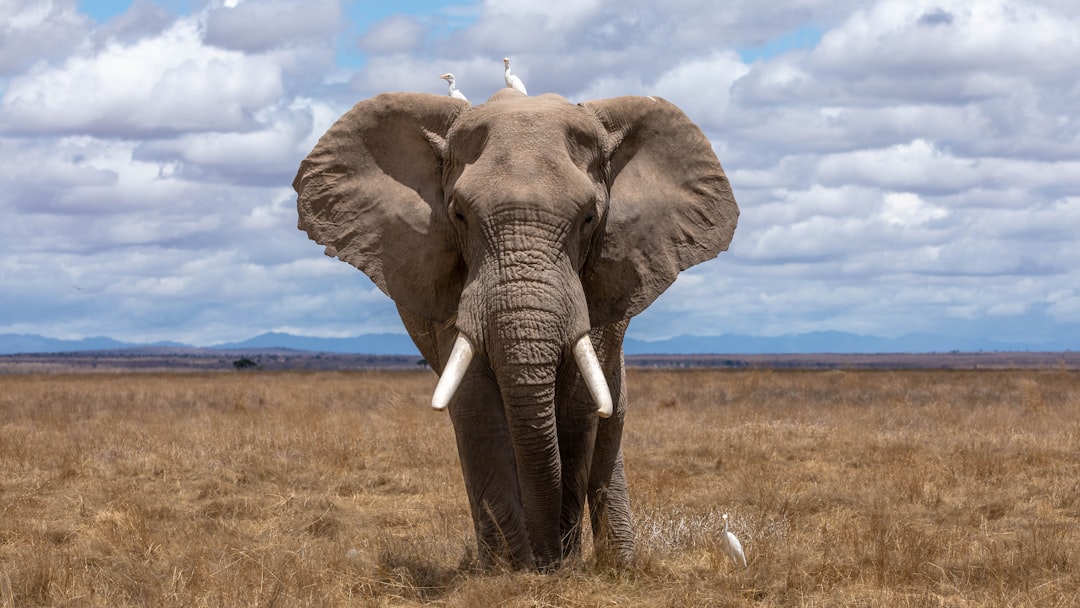 Bureaucratic delays could lead to ‘last-resort’ culling of SA elephants, Parliament is warned