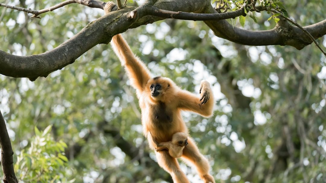 What drives the trafficking of gibbons? Conservationists shed light on demand