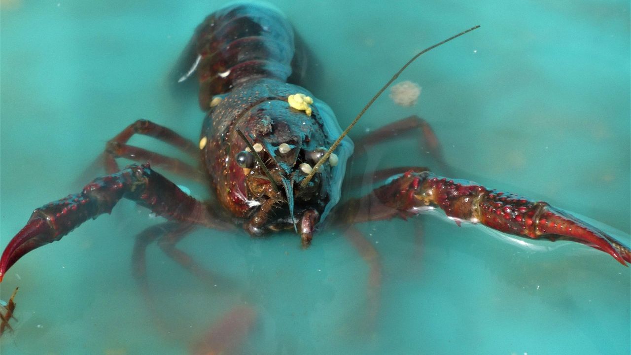 Spain’s Neanderthals Preferred Seasonal Shellfish