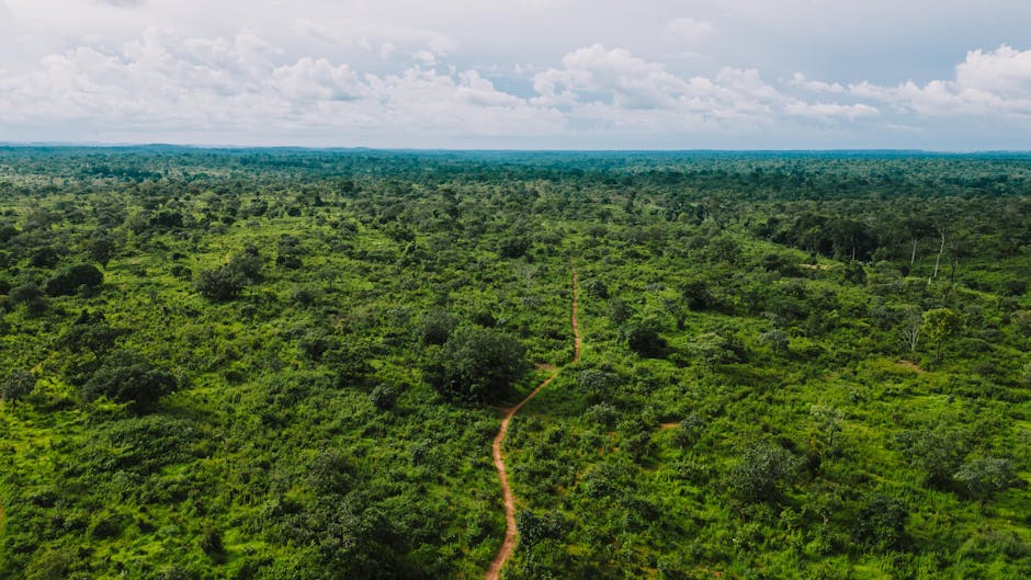 Lost for 150,000 Years: Rainforest Discovery Upends Human History