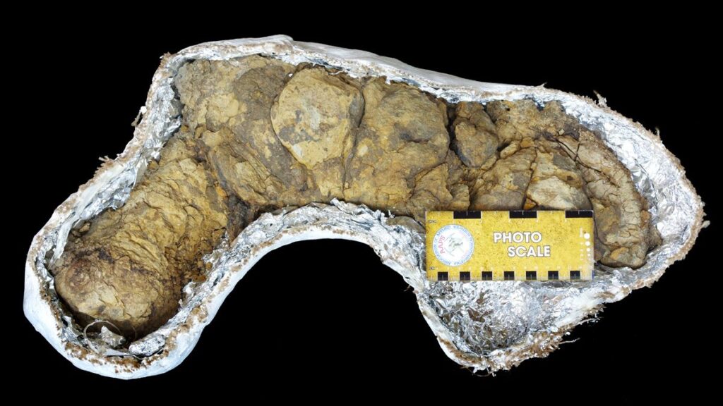How Studying Prehistoric Poop - Yes, Poop - Has Transformed What We Know About Ancient Diets