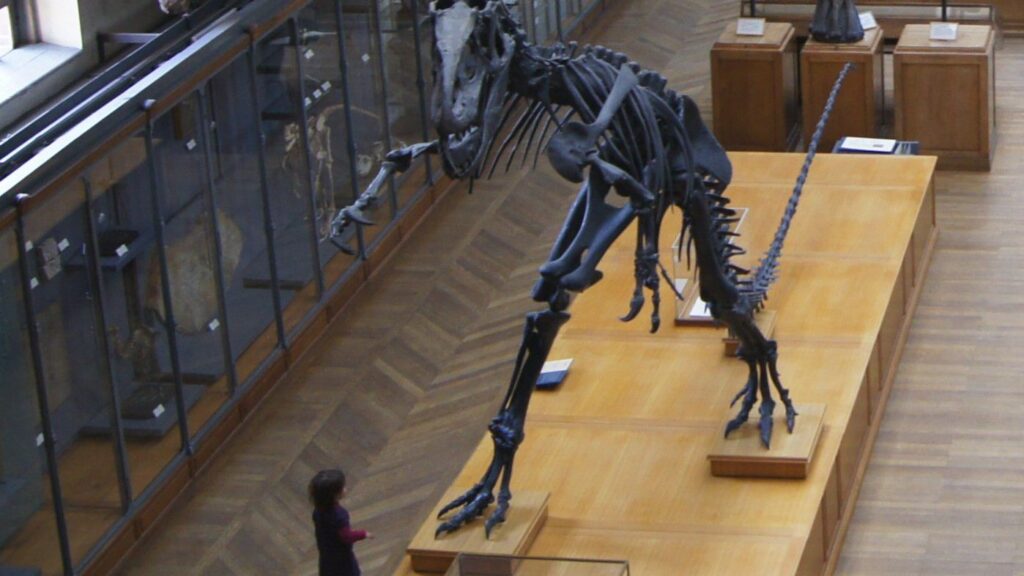 Why Every Dinosaur Skeleton You've Ever Seen in a Museum Is Probably Posed Slightly Wrong
