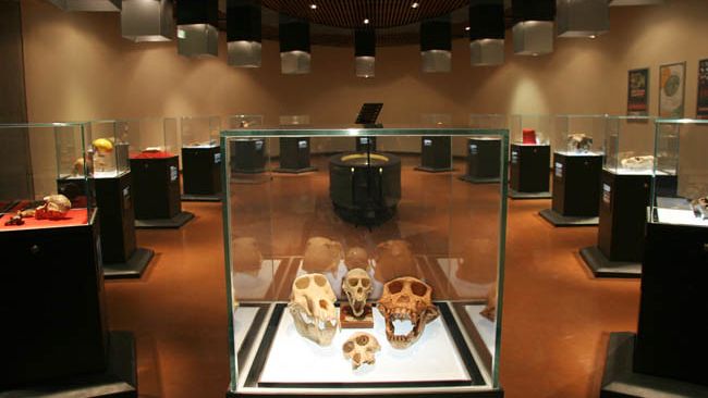 How Fossil Poaching and Black Market Trading Is Genuinely Damaging the Science of Paleontology