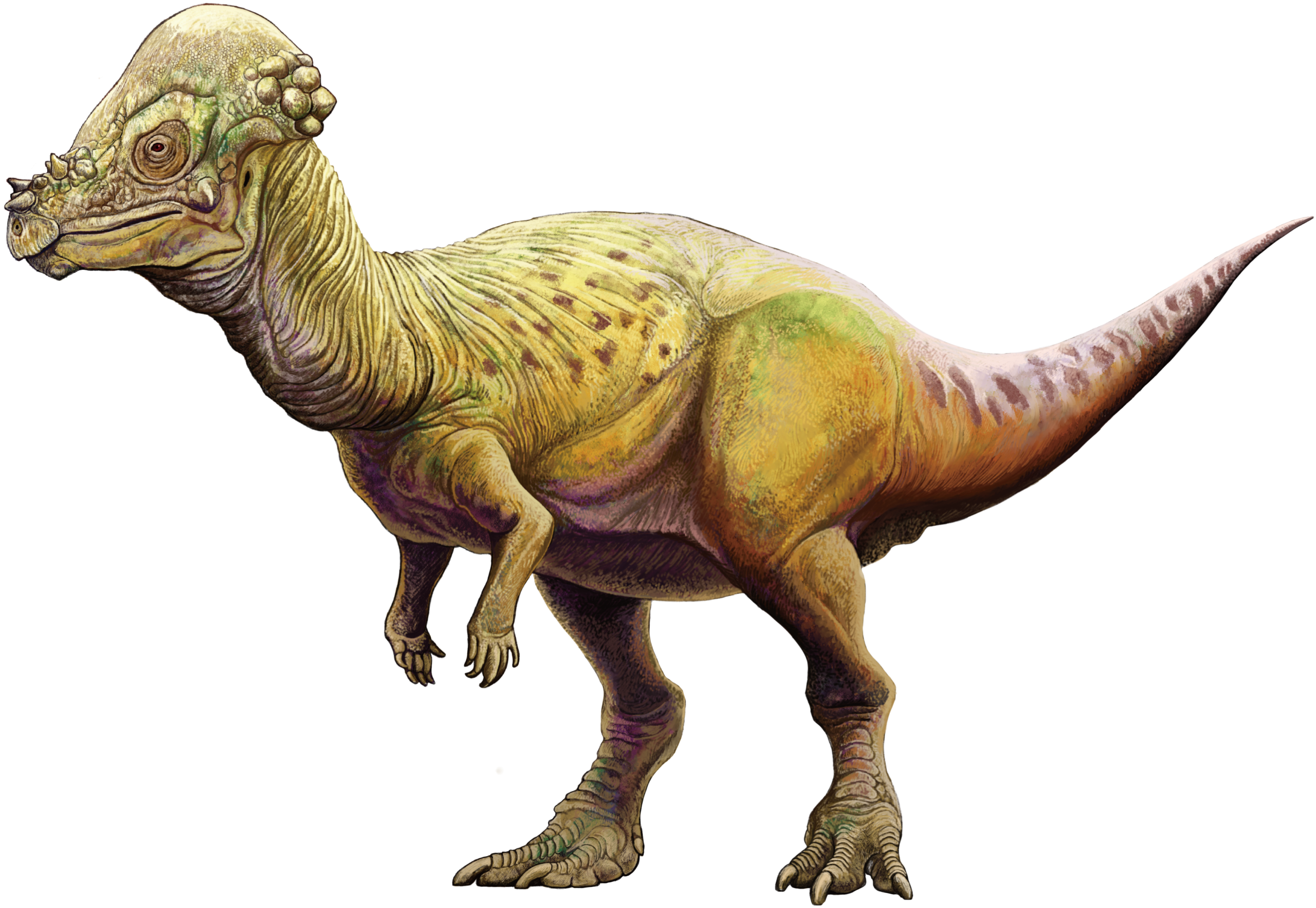 6. Pachycephalosaurus: The Dome-Headed Enigma 