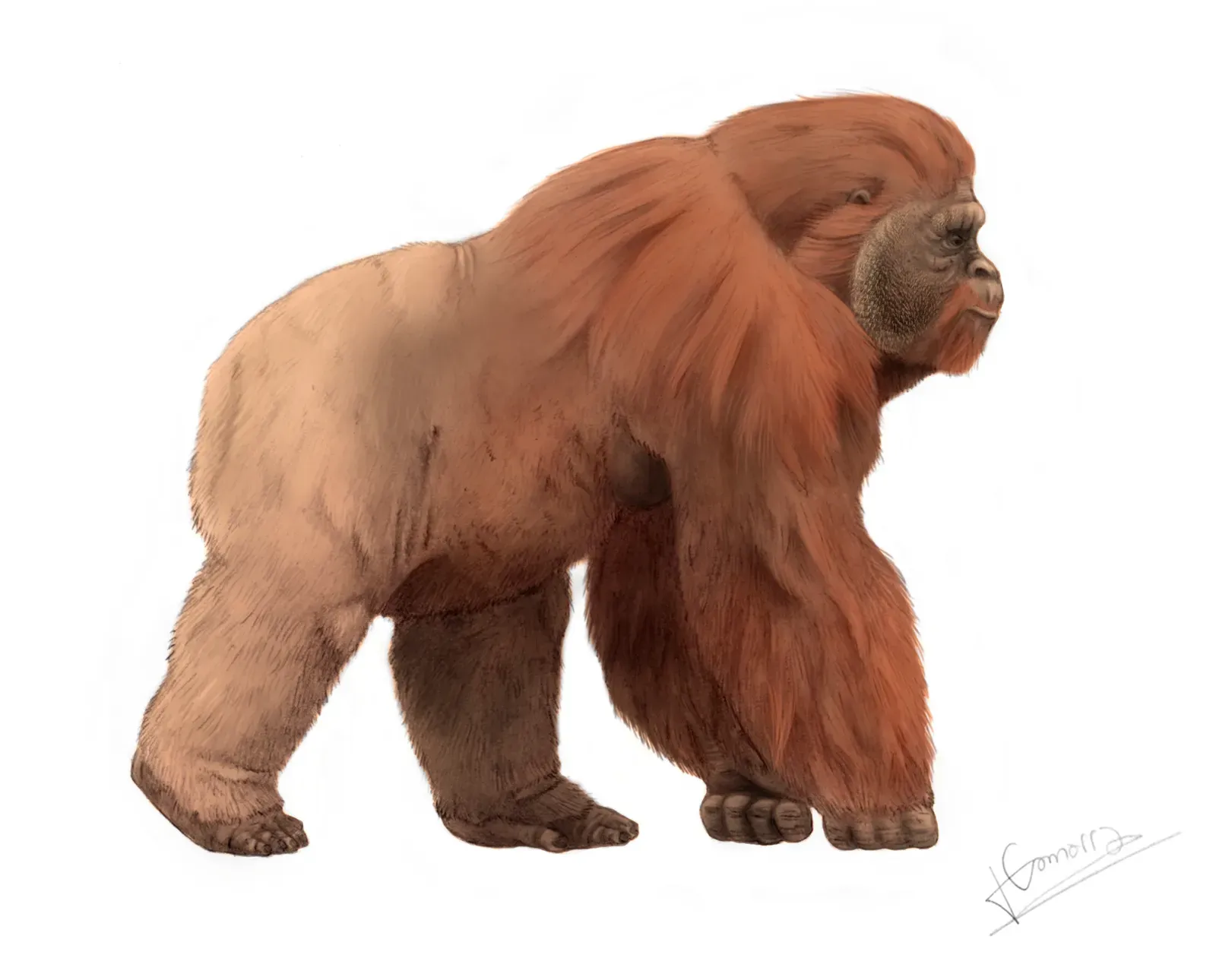 Meet Gigantopithecus: The Closest Thing to a Real King Kong