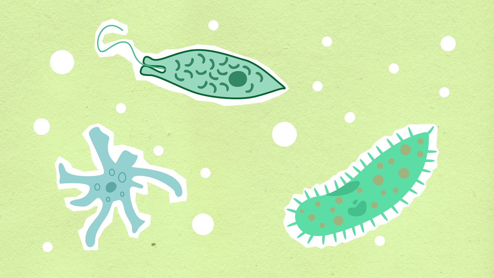 Evolution’s Climb Toward Complexity