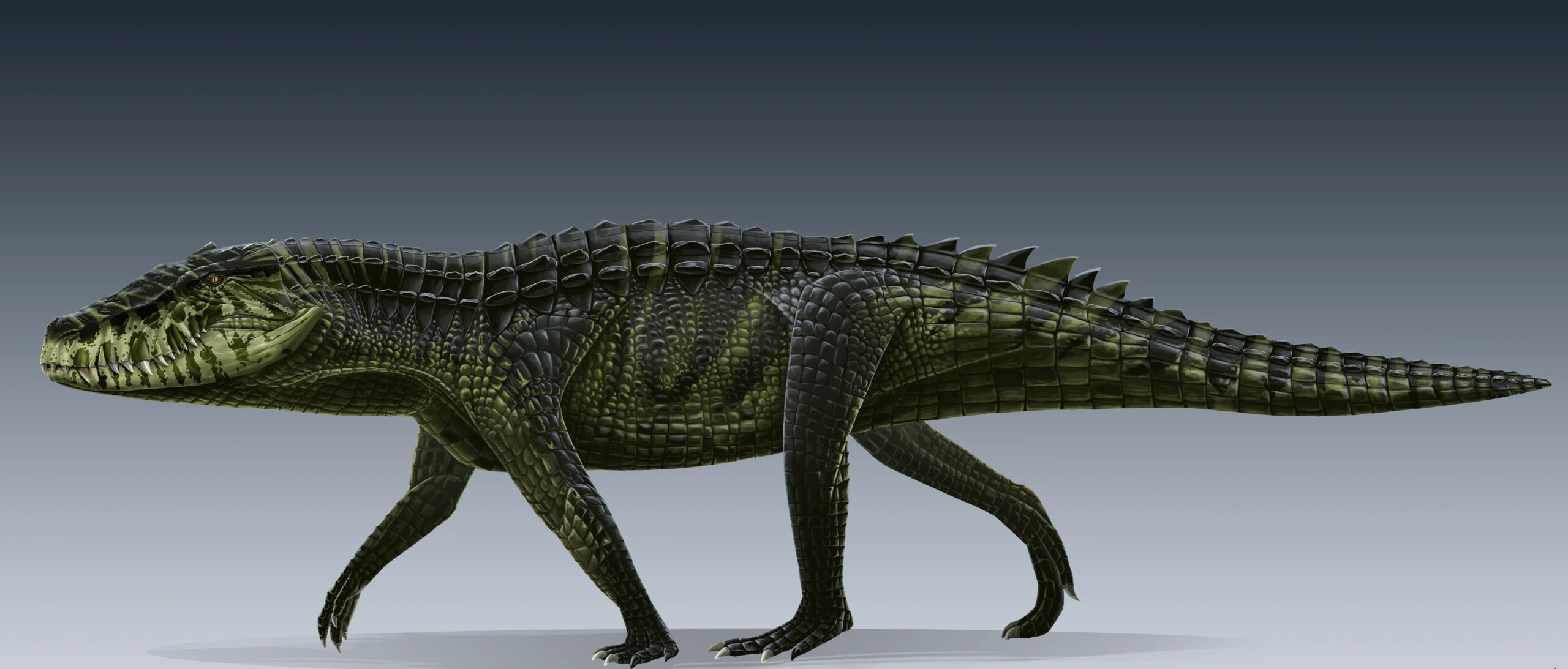 Barinasuchus and Other Giant Land Croc Relatives
