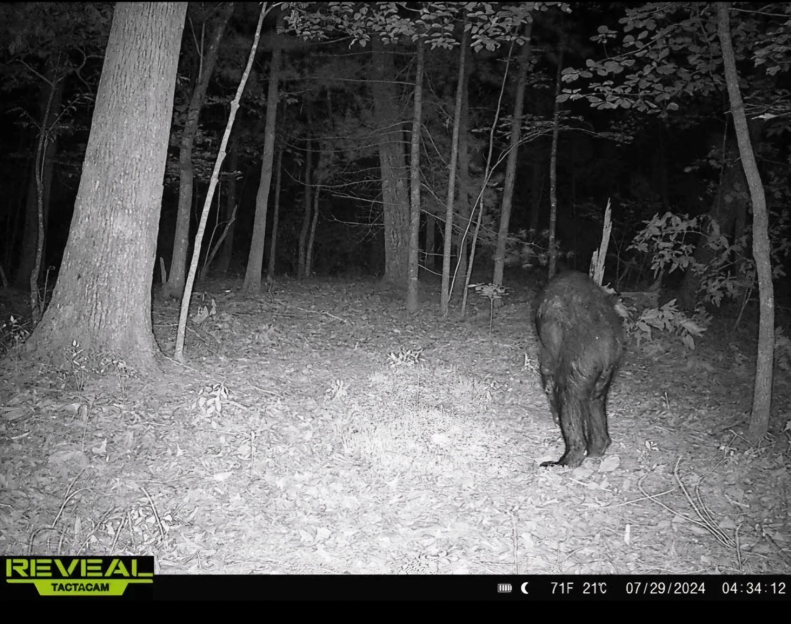 Modern Dashcams, Doorbells, and the Digital Bigfoot