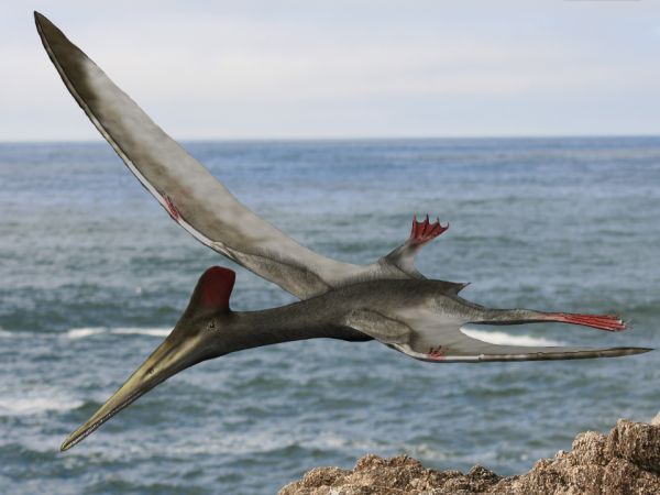 10 Incredible Facts About Aerodactylus That Make It One of Prehistory’s Strangest Flyers