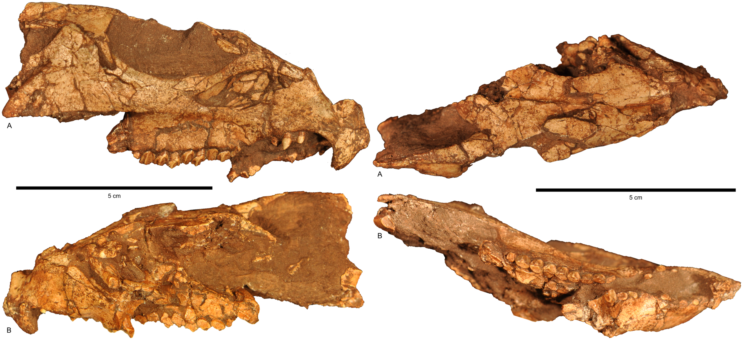 4. It Reveals A Dinosaur Migration Route Between Asia And North America