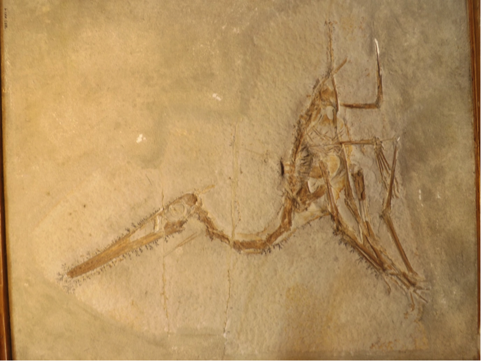 9. Its Fossils Capture an Almost Unfair Level of Detail