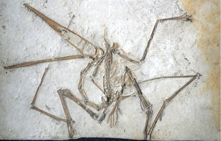 7. Its Skeleton Screams “Adolescent,” Raising Big Questions About Growth