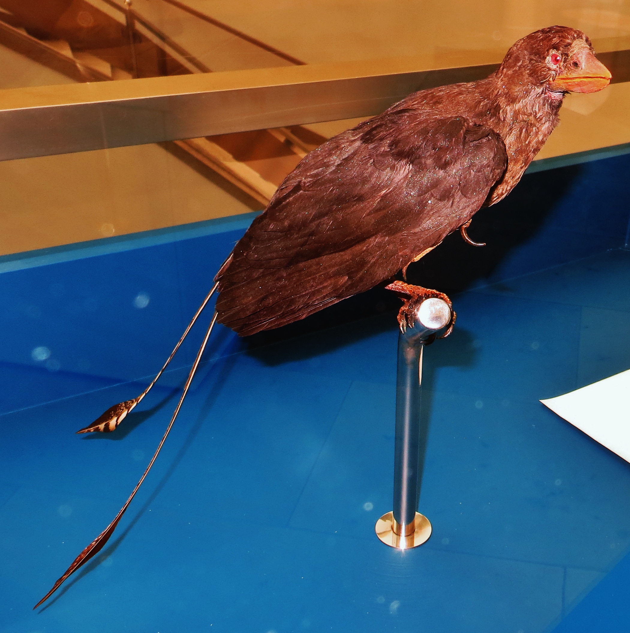 6. Confuciusornis: An Early Beaked Bird With a Dramatic Tail