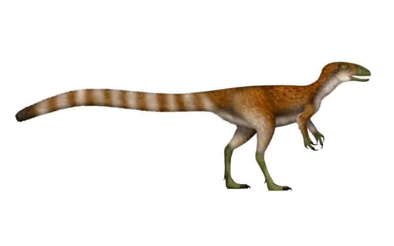 9. New Species From China And India Filled Geographic Gaps
