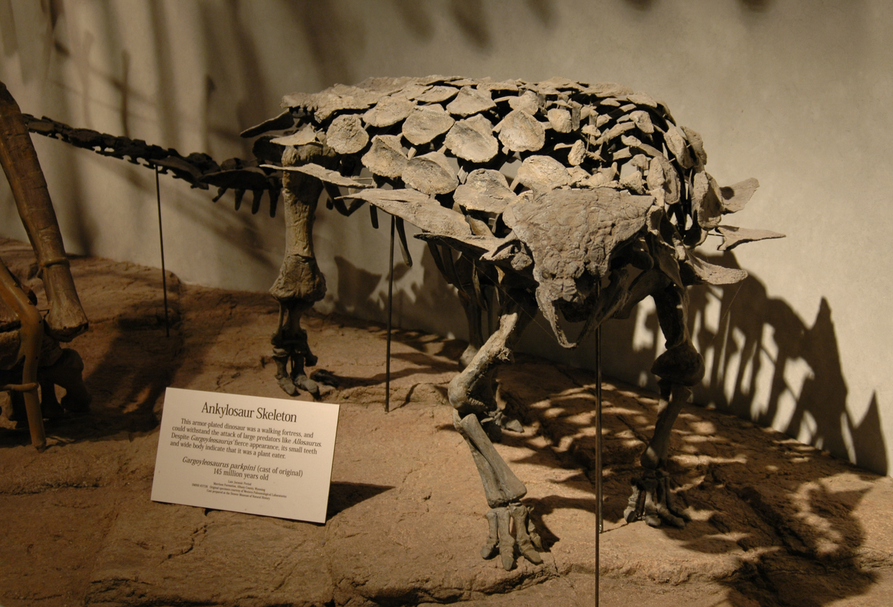 Dracopelta