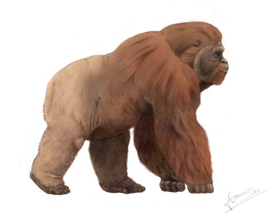 The Largest Real Apes We Know: Meet Gigantopithecus