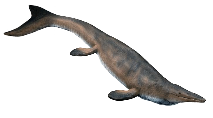 3. You Would See a Body Built Like a Reptilian Torpedo 