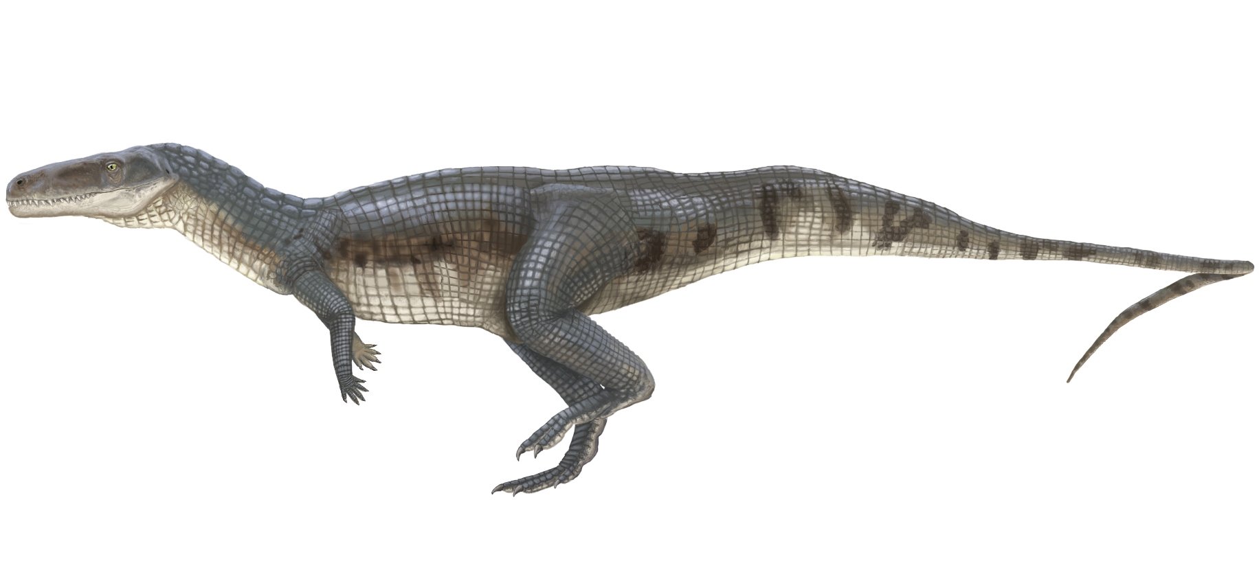 Beyond the Water: Crocs That Ran, Climbed, and Filled Odd Niches