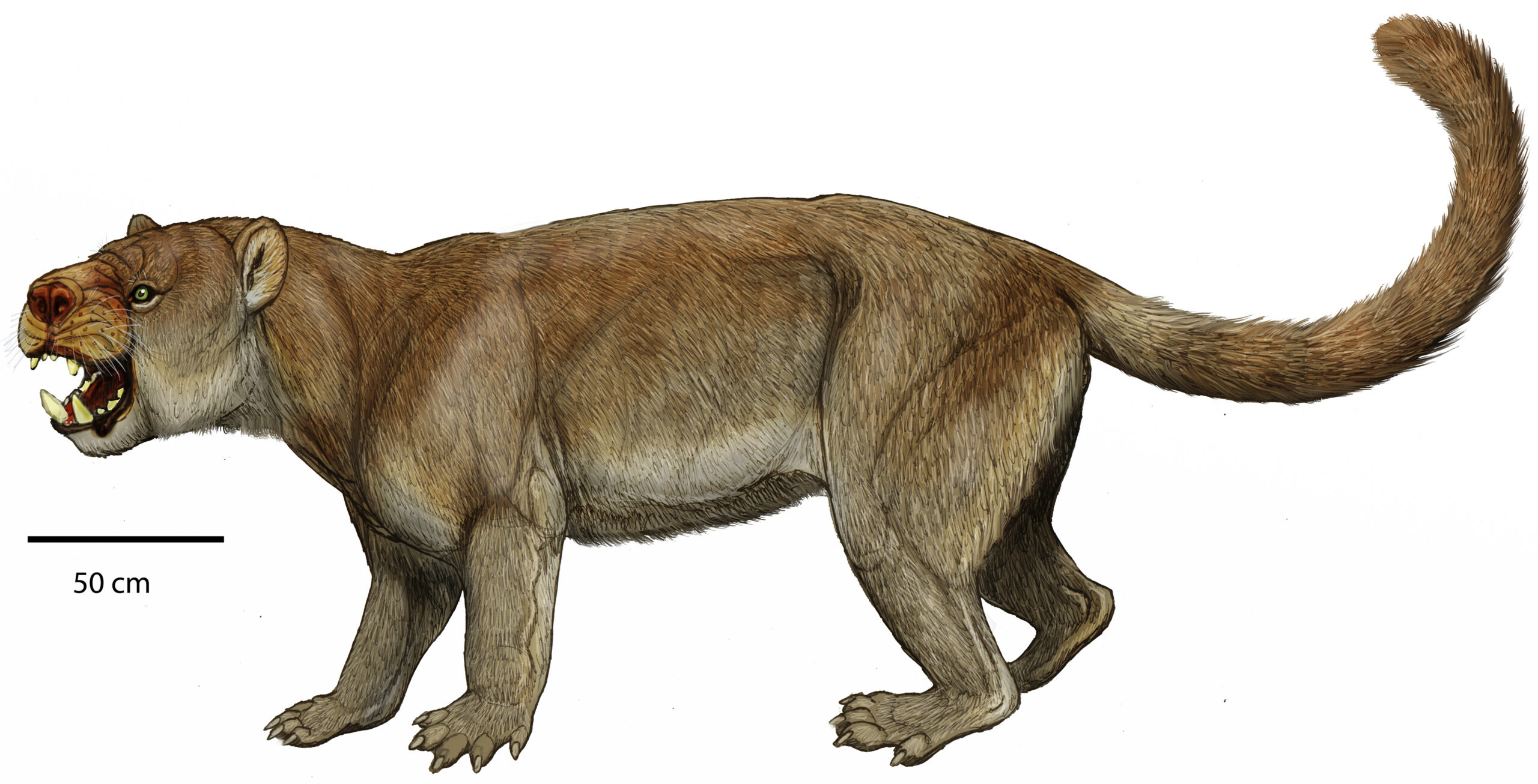 Sarkastodon: The Bear‑Sized Hyper‑Carnivore You’ve Never Heard Of