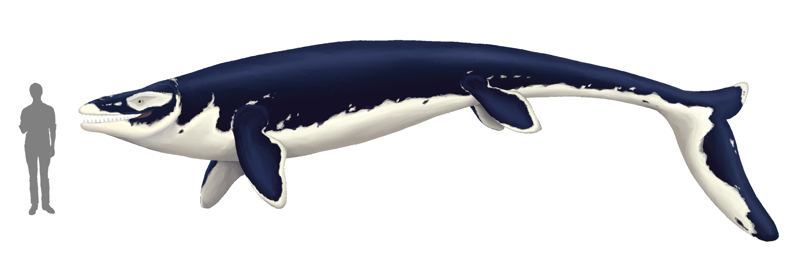 8. Thalassotitan – The “Sea Titan” That Ate Other Monsters