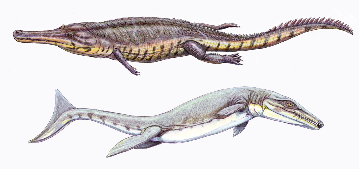 3. Thalattosuchia: The Fully Marine “Sea Crocs”