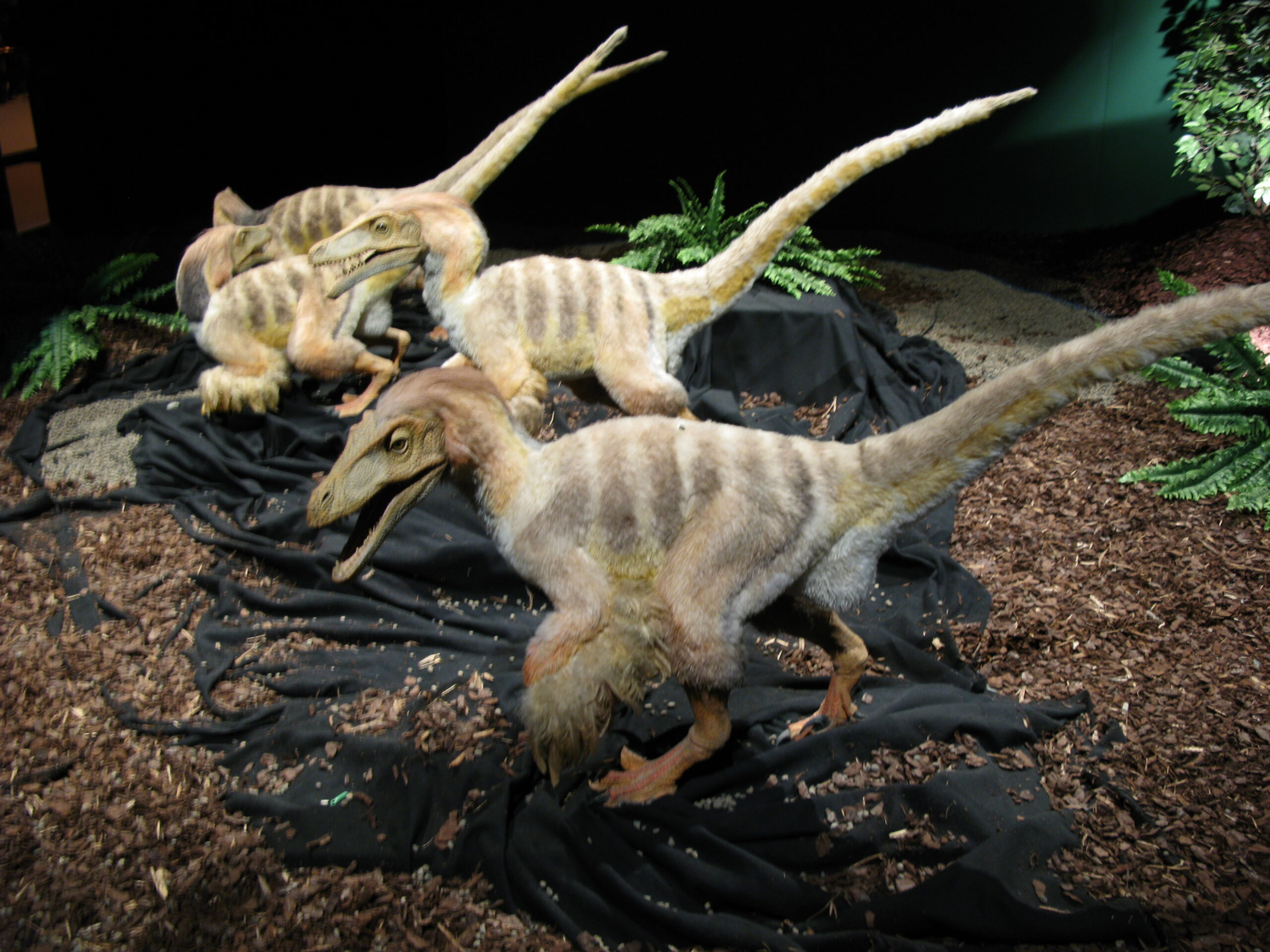 Dinosaurs, But Make It Birds: What Velociraptor Tells Us About Evolution