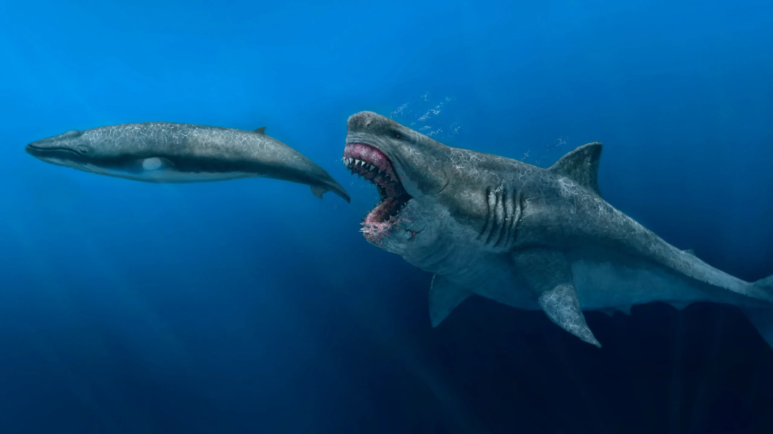4. Megalodon Was Not Just A Bigger Shark – It Ruled An Entire Food Web