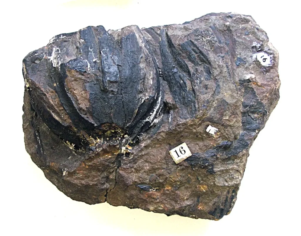 6 Prehistoric Plants That Were More Dangerous Than Most Dinosaurs