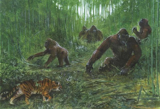 Why Giant Primates Disappeared While You’re Still Here