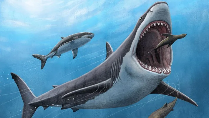 The heavyweight favorite: Megalodon, the giant shark