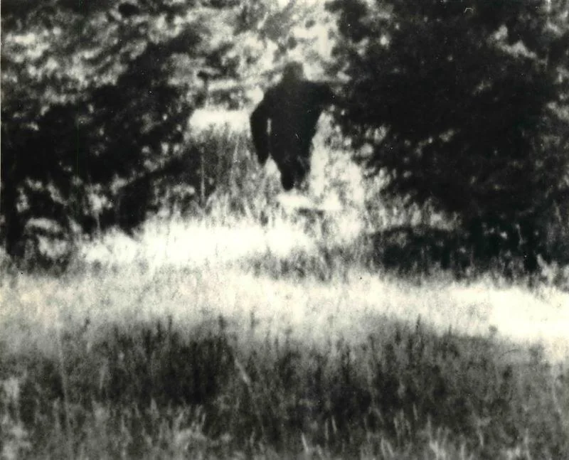 The Paul Freeman Blue Mountains Sighting
