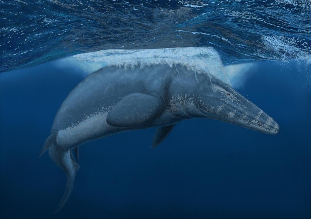 Mosasaurus hoffmannii: The Marine Reptile That Took Over After the Pliosaurs