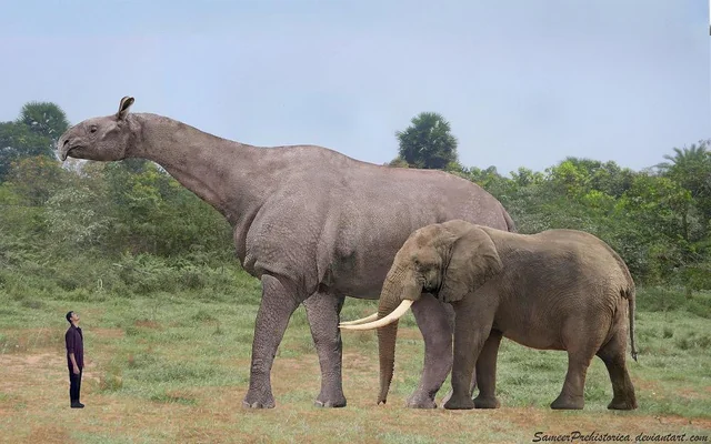 Indricotheres and the Challenge of Measuring Giants 
