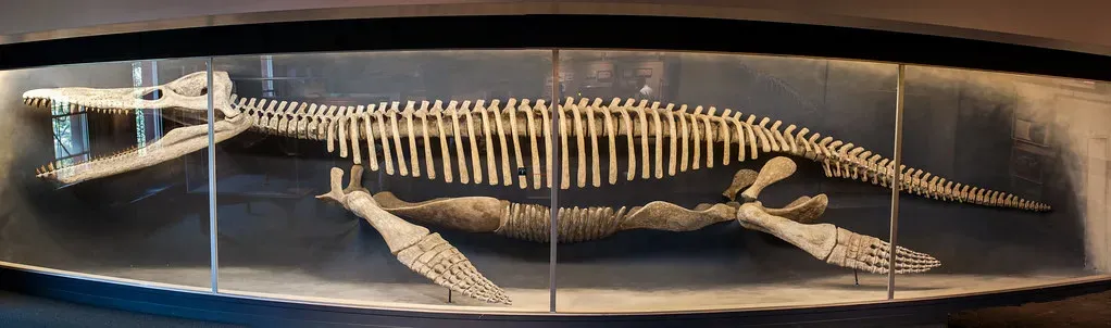 How Big Was Kronosaurus Really? 