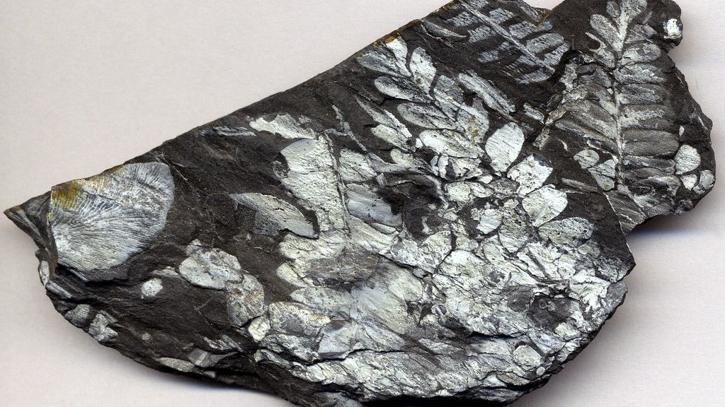 The Forests That Existed Before Dinosaurs