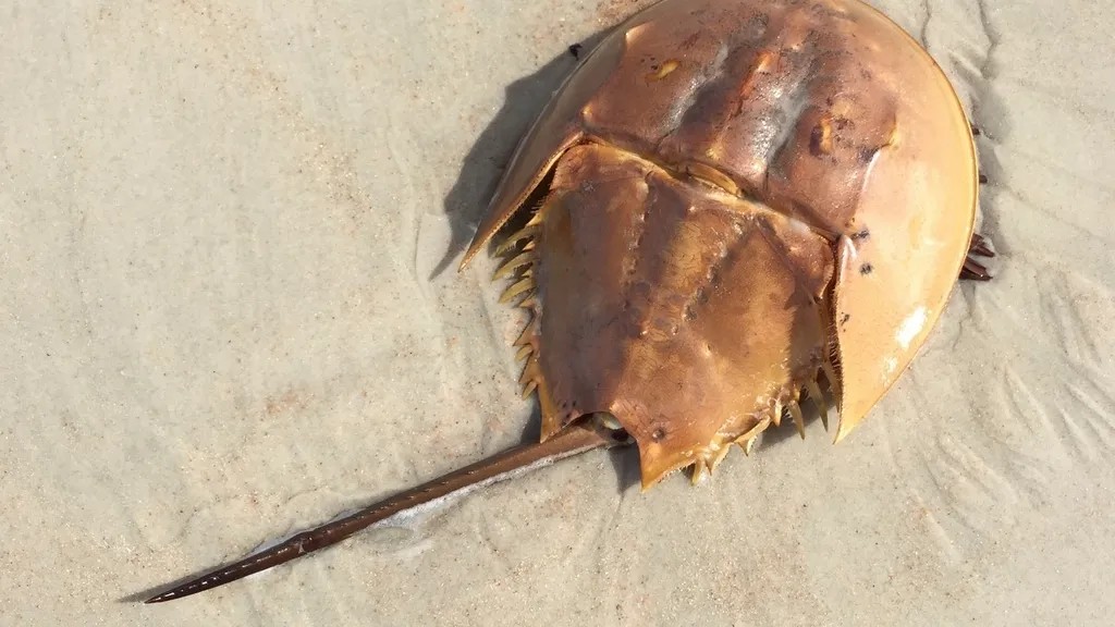 The Ancient Creature That Survived Longer Than the Egyptian Empire