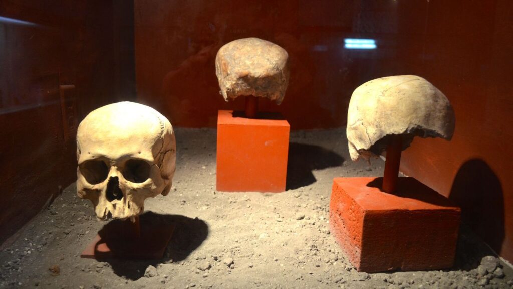 Lucy Wasn't Alone: The Other Ancient Humans That Changed Anthropology