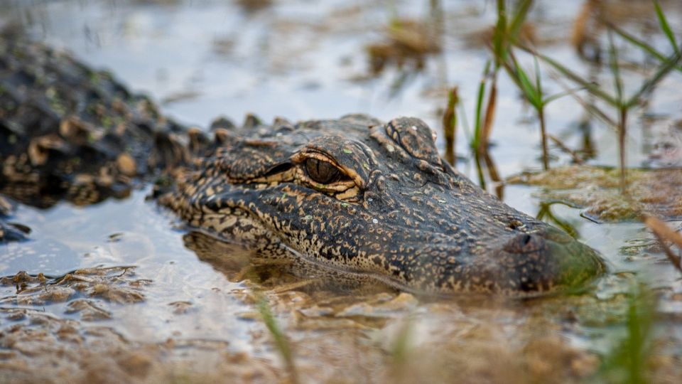 The Ancient Animals That Survived Long Enough to Witness Human Civilization