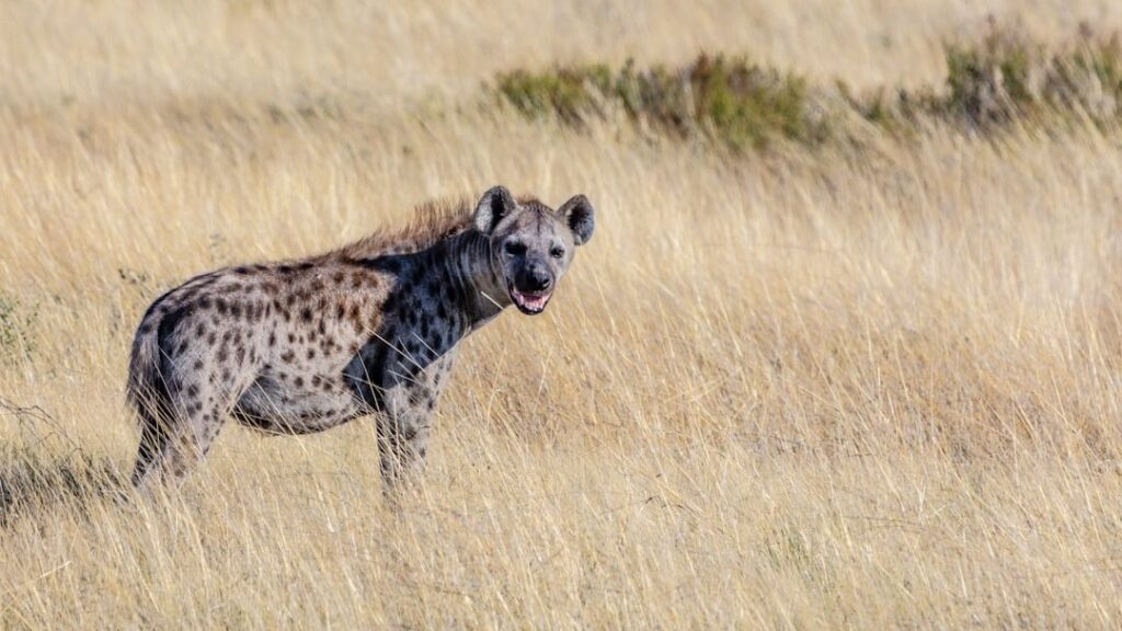 Which Zodiac Signs Share Traits With Hyenas and Wolves